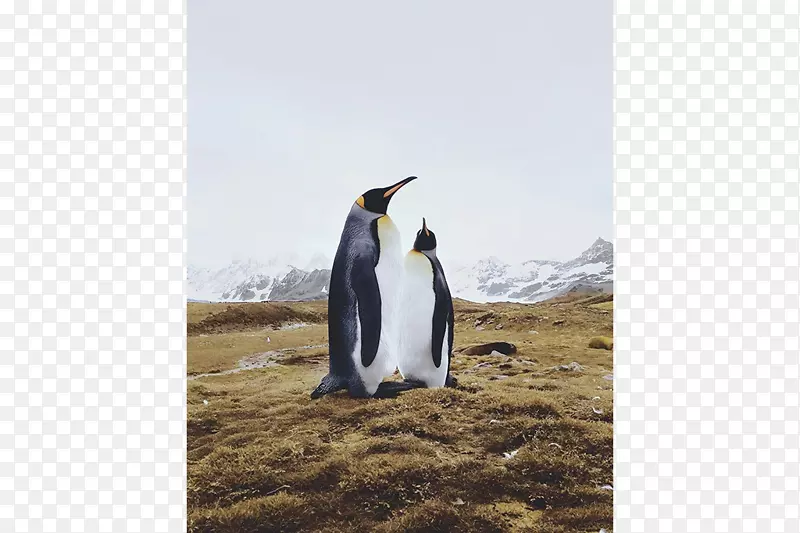 企鹅王-企鹅