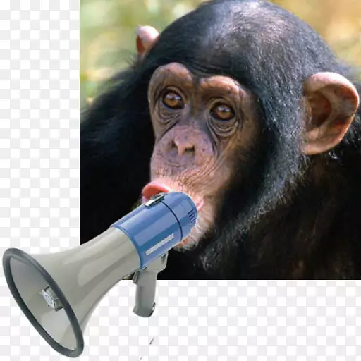 黑猩猩猴智人狗名人音板