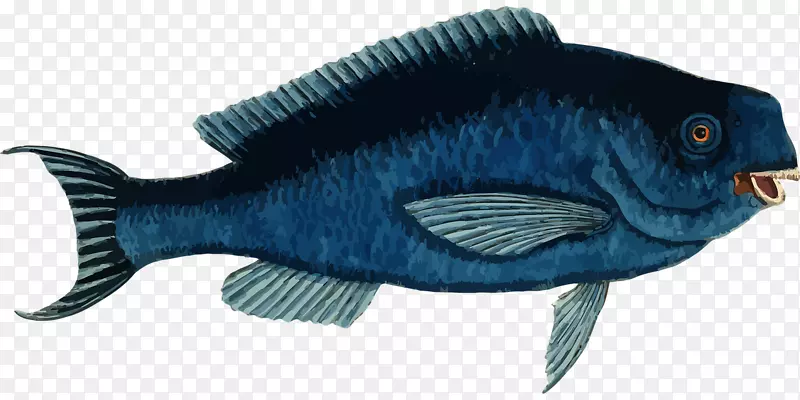 鱼类海洋动物剪贴画-鱼