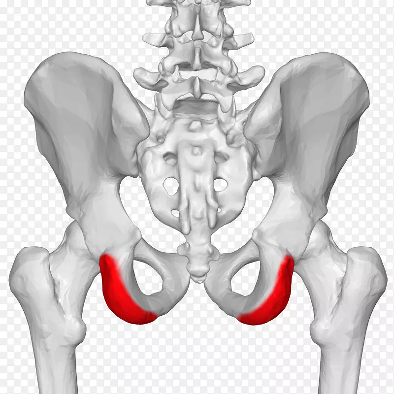 髂后上棘髂嵴前髂上棘解剖