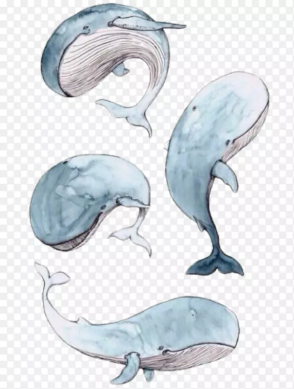 海豚水彩画印刷.海豚