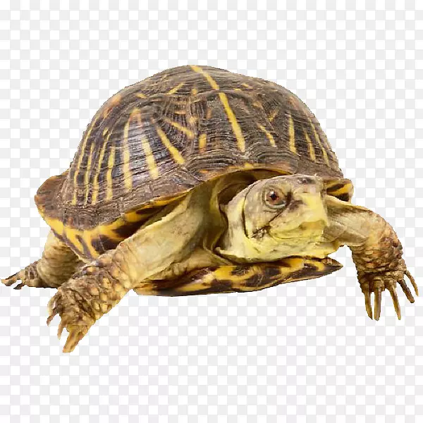 箱形海龟常见的海龟工作表-海龟