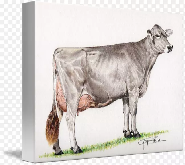 奶牛棕色瑞士牛模拟牛Fleckvieh zebu-牛画