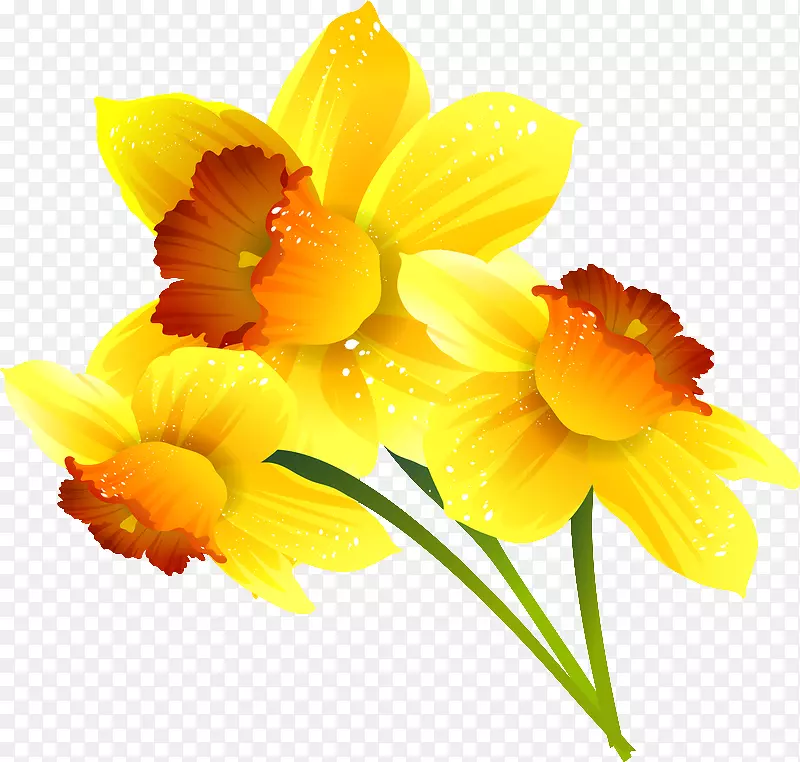 水仙花谷歌幻灯片花卉数字图像