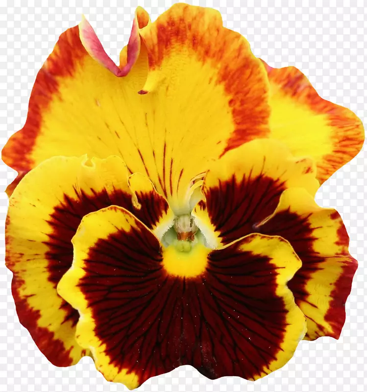 潘西花橙色剪贴画-花