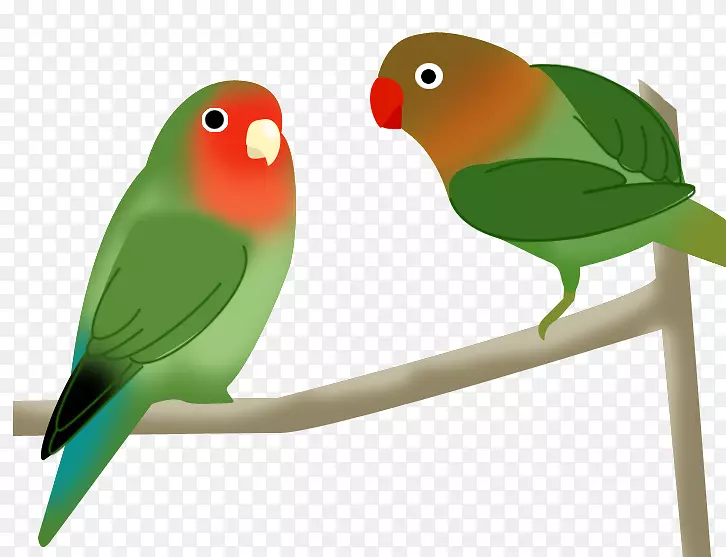 鹦鹉嘴宠物-热带鸟类