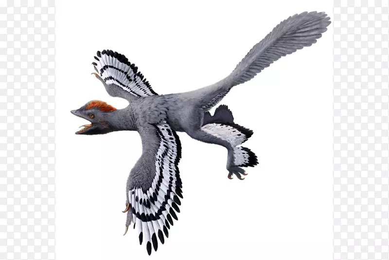 鸟类起源羽毛恐龙-鸟类