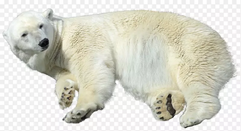 北极北极熊看护动物-北极熊