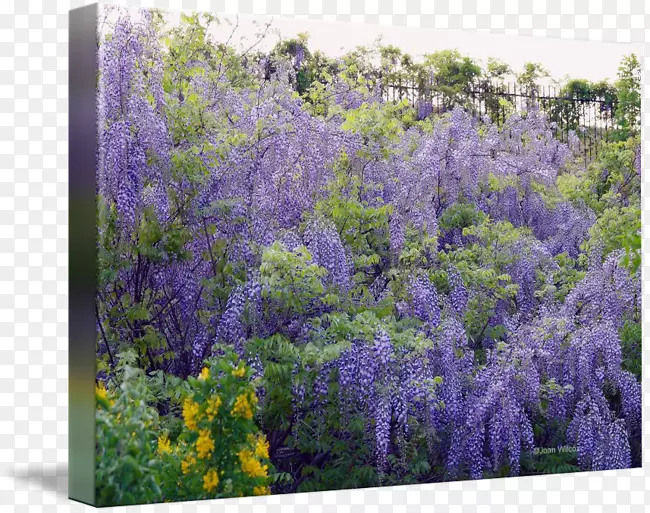 英国薰衣草生态系统灌木野花紫藤水彩