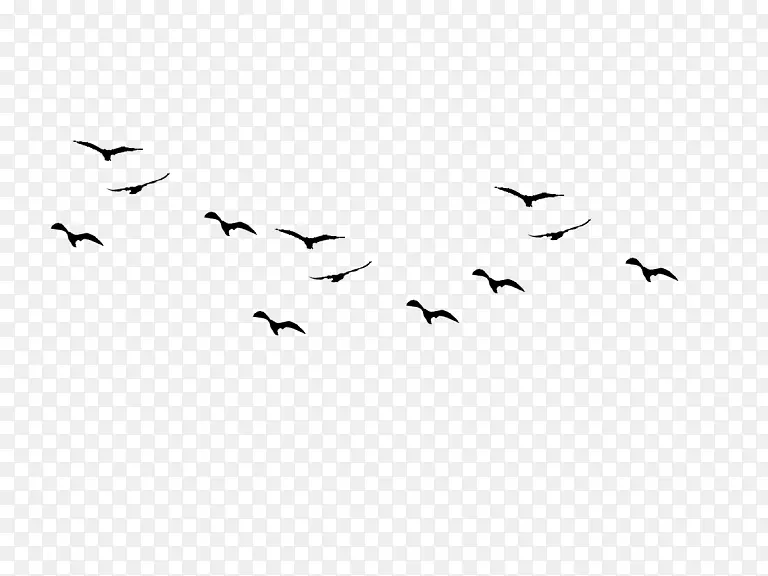 鸟类飞行海鸥吸引鸟类