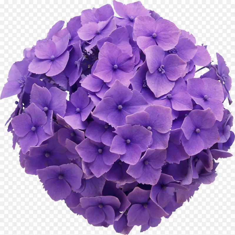 花卉设计紫色法国绣球花剪贴画