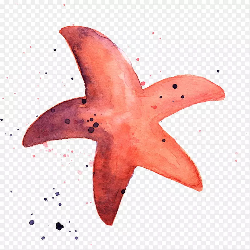 海星水彩画透明水彩海洋生物.海星