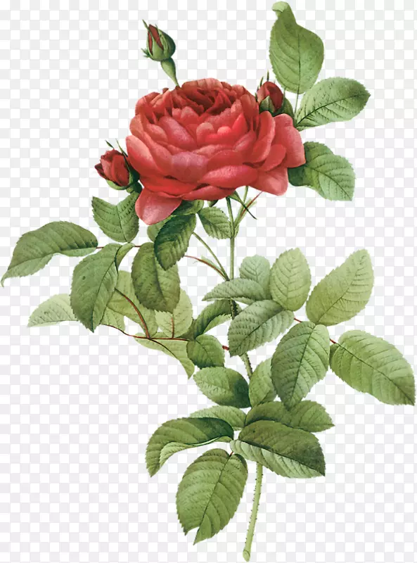 法国玫瑰植物学插图植物画花