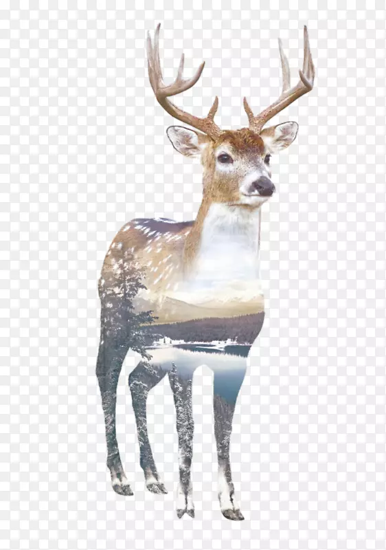 鹿印版画摄影画鹿