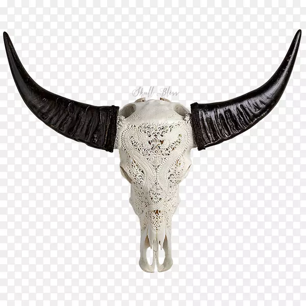 动物头骨角骨头-水牛头骨