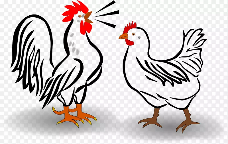 西布莱特鸡，科钦鸡，公鸡，家禽养殖业，母鸡-鸡公鸡