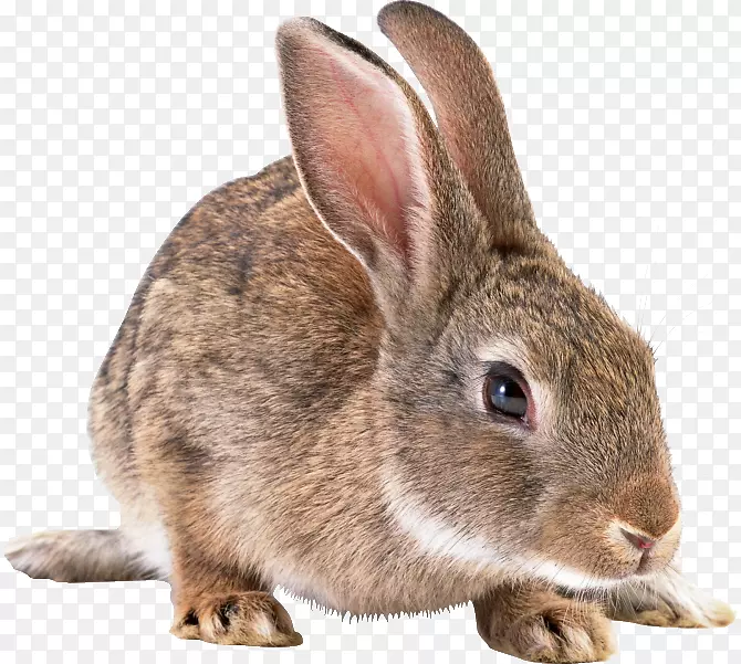 荷兰兔，荷兰矮兔，豚鼠，狗