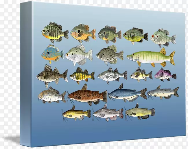 淡水鱼淡水意象类海洋生物-鱼群