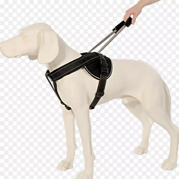皮带狗，马具，吊带，背带.狗
