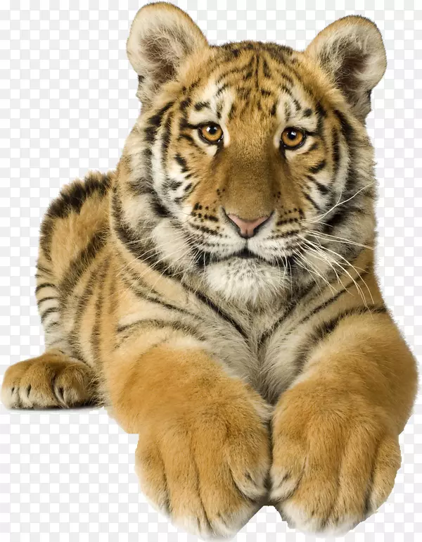 虎免王族西伯利亚虎猫