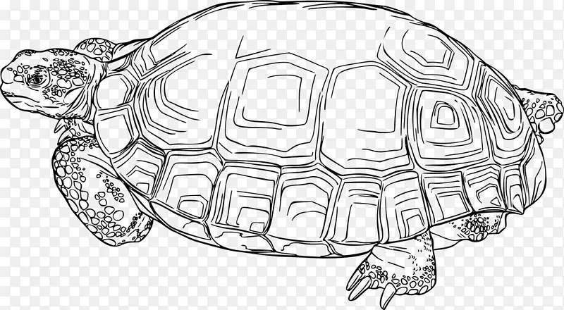 龟爬行动物箱龟-海龟
