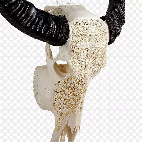 动物头骨角骨架水牛头骨