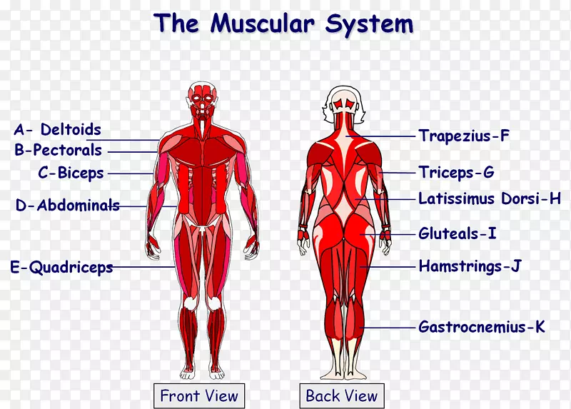人体肌肉解剖图背阔肌