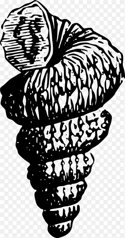 海贝壳画夹艺术-贝壳