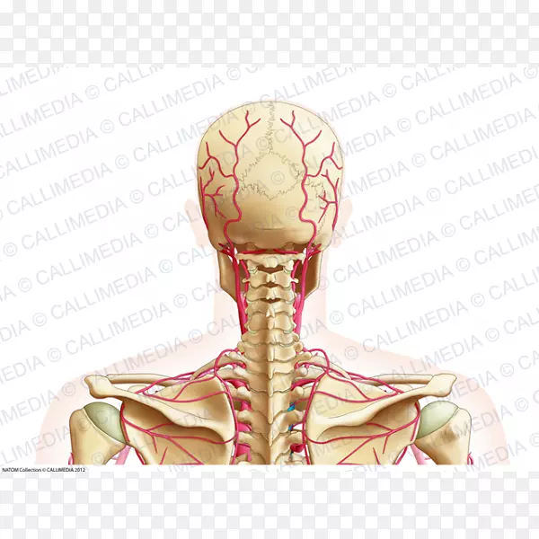 颈动脉后三角头颈解剖静脉头颈部
