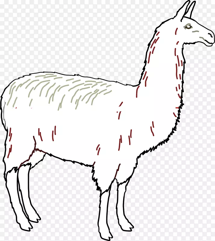 骆驼羊驼夹艺术-骆驼
