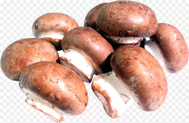 普通香菇食用菌食品蘑菇