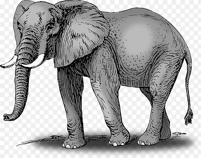 非洲灌木象画大象剪贴画