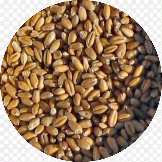 全粒种子-小麦种子