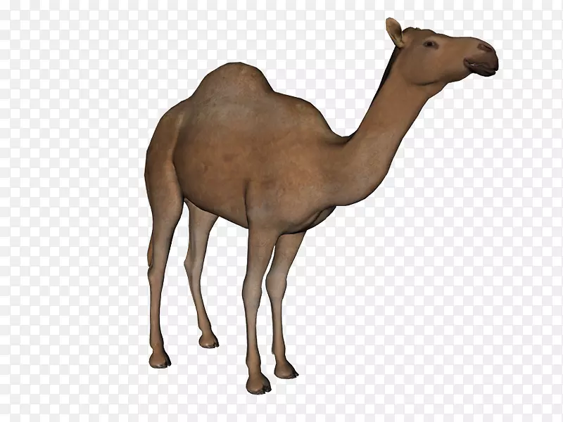 垂线图像文件格式光景-斋月骆驼