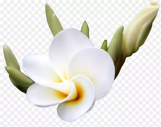 花卉数字图像剪贴画-花卉