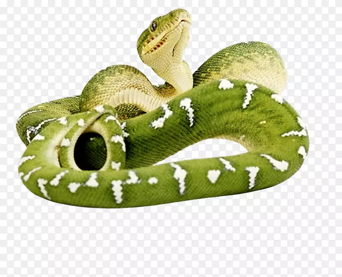 光滑绿色爬行动物毒蛇-蛇
