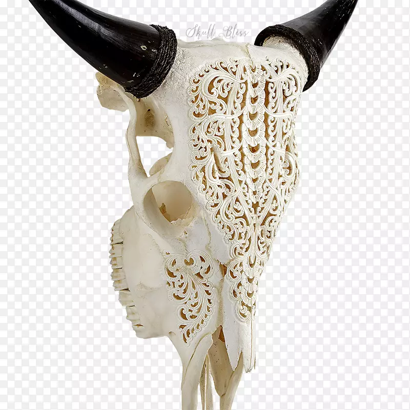 牛头骨XL角动物-水牛头骨