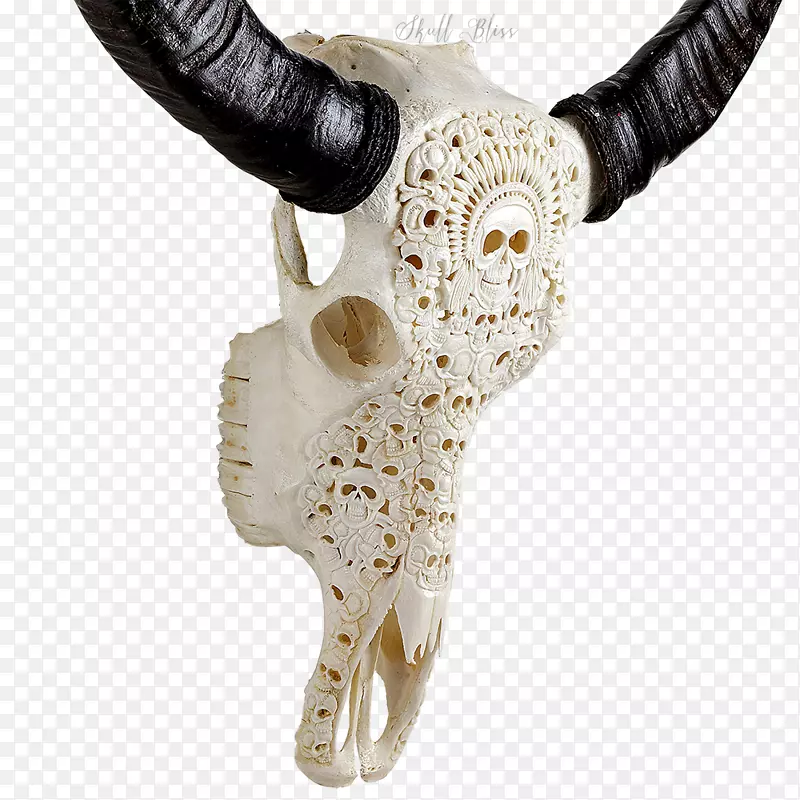 角牛，动物头骨，骨-水牛头骨