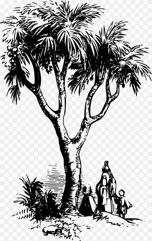 亚洲棕榈、槟榔科植物