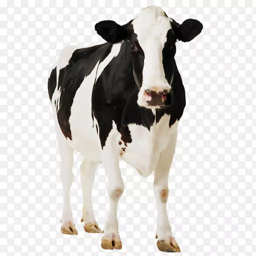 荷斯坦弗里西亚牛站纸板画架海报-牛和小牛