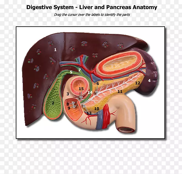 人体解剖生理学肝胆胰人肝