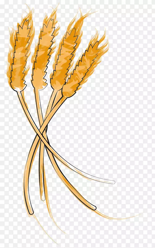 禾本科粮食作物-小麦胚芽