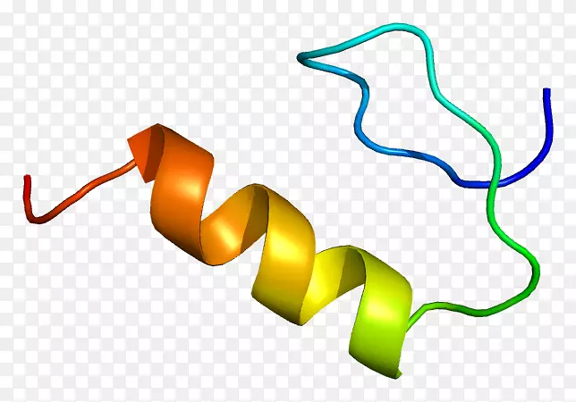 SP1转录因子蛋白基因转录因子