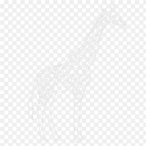 长颈鹿马白领线艺术长颈鹿素描