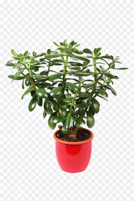 玉器植物，室内植物，摄影，皇家-免费花盆-花束