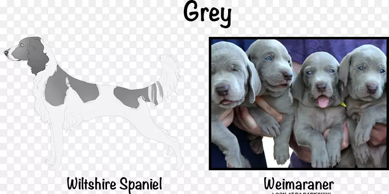 威玛拉纳犬繁殖运动犬鼻子-贵宾犬