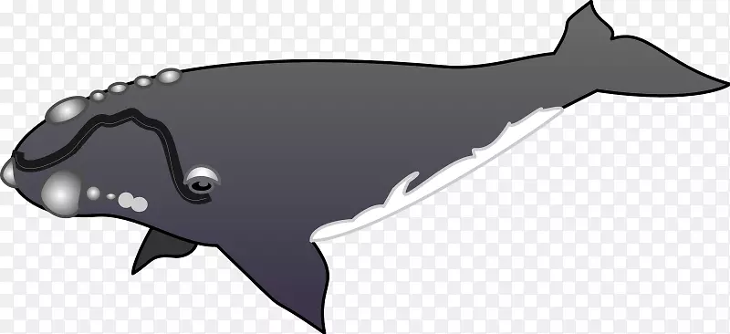 海豚甲壳动物剪贴画-海豚