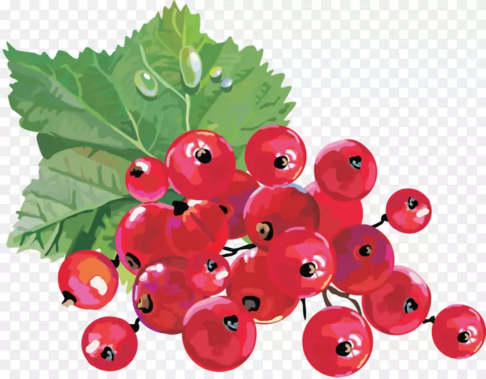 红醋栗黑莓剪贴画-蔓越莓