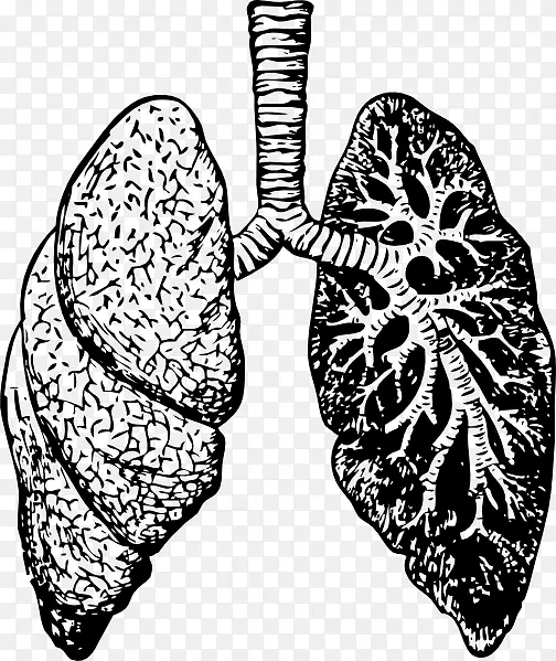 肺图解剖呼吸素描-肺