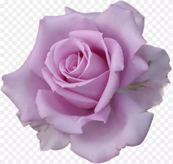 袖纹波利尼西亚玫瑰纹身艺术家-玫瑰